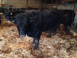 Galliant - enjoying the hay and straw with the others Angus