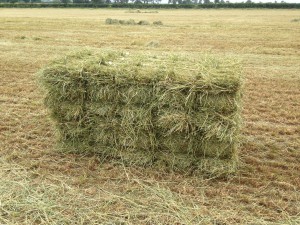 Pack of !0 Small Seed Haylage